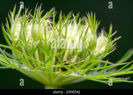 Die Napoleon-Spinne - Synema globosum, winzige schöne farbige Spinne aus europäischen Wiesen, Tschechien. Stockfoto