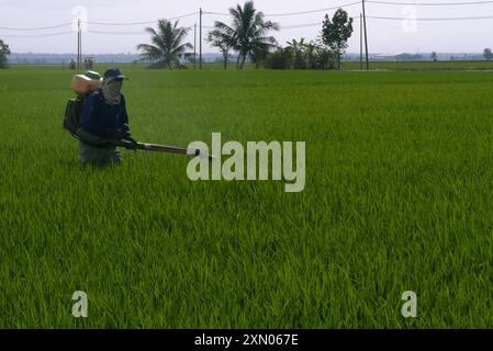 REKORDDATUM NICHT ANGEGEBEN MALAYSIA 29/07/24 . Reis ist ein wichtiges Grundnahrungsmittel für fast die Hälfte der Weltbevölkerung. In Malaysia begann der Reis- und Reisanbau in den frühen 60er Jahren mit der Kleinanbaufläche, die später sprunghaft expandierte, bevor sie sich zu den wichtigsten Nahrungsmitteln des Landes entwickelte. Im Laufe der Jahrzehnte war das malaysische Reiserzeugungssystem unter verschiedenen Herausforderungen zu leiden, darunter extreme Witterungsbedingungen, schlechte Bodenfruchtbarkeit und Nährstoffmanagement, mangelndes Bewusstsein und Wissen der Landwirte, zögerliche Haltung gegenüber gentechnisch veränderten Pflanzmaterialien und schlechte d Stockfoto