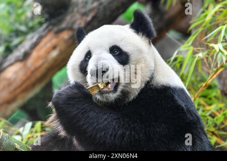 Moskau, Russland. 30. Juli 2024. Die Riesenpanda Dingding isst Bambus während ihrer Geburtstagsfeier im Moskauer Zoo in Moskau, Hauptstadt Russlands, am 30. Juli 2024. Dingding genoss ihre Geburtstagsfeier am Dienstag in Russland. Sie wurde am 30. Juli 2017 auf der Shenshuping-Riesenpandabasis des chinesischen Wolong-Nationalparks geboren und kam im April 2019 von der chinesischen Provinz Sichuan mit einem weiteren Riesenpanda Ruyi in Moskau an. Quelle: Cao Yang/Xinhua/Alamy Live News Stockfoto