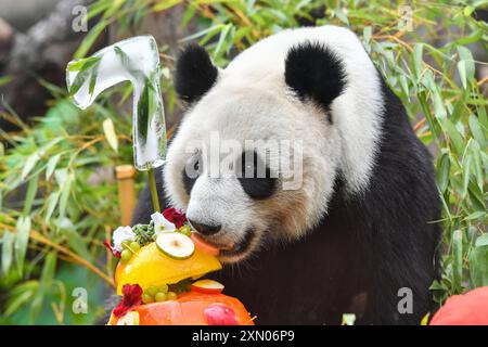 Moskau, Russland. 30. Juli 2024. Die Riesenpanda Dingding genießt während ihrer Geburtstagsfeier im Moskauer Zoo in Moskau, der Hauptstadt Russlands, am 30. Juli 2024 ein Geburtstagsgeschenk. Dingding genoss ihre Geburtstagsfeier am Dienstag in Russland. Sie wurde am 30. Juli 2017 auf der Shenshuping-Riesenpandabasis des chinesischen Wolong-Nationalparks geboren und kam im April 2019 von der chinesischen Provinz Sichuan mit einem weiteren Riesenpanda Ruyi in Moskau an. Quelle: Cao Yang/Xinhua/Alamy Live News Stockfoto