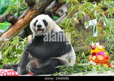 Moskau, Russland. 30. Juli 2024. Die Riesenpanda Dingding isst Bambus während ihrer Geburtstagsfeier im Moskauer Zoo in Moskau, Hauptstadt Russlands, am 30. Juli 2024. Dingding genoss ihre Geburtstagsfeier am Dienstag in Russland. Sie wurde am 30. Juli 2017 auf der Shenshuping-Riesenpandabasis des chinesischen Wolong-Nationalparks geboren und kam im April 2019 von der chinesischen Provinz Sichuan mit einem weiteren Riesenpanda Ruyi in Moskau an. Quelle: Cao Yang/Xinhua/Alamy Live News Stockfoto