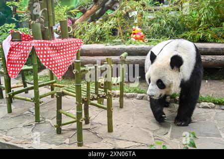 Moskau, Russland. 30. Juli 2024. Die Riesenpanda Dingding wird während ihrer Geburtstagsfeier im Moskauer Zoo in Moskau, der Hauptstadt Russlands, am 30. Juli 2024 gezeigt. Dingding genoss ihre Geburtstagsfeier am Dienstag in Russland. Sie wurde am 30. Juli 2017 auf der Shenshuping-Riesenpandabasis des chinesischen Wolong-Nationalparks geboren und kam im April 2019 von der chinesischen Provinz Sichuan mit einem weiteren Riesenpanda Ruyi in Moskau an. Quelle: Cao Yang/Xinhua/Alamy Live News Stockfoto