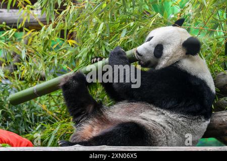 Moskau, Russland. 30. Juli 2024. Die Riesenpanda Dingding isst Bambus während ihrer Geburtstagsfeier im Moskauer Zoo in Moskau, Hauptstadt Russlands, am 30. Juli 2024. Dingding genoss ihre Geburtstagsfeier am Dienstag in Russland. Sie wurde am 30. Juli 2017 auf der Shenshuping-Riesenpandabasis des chinesischen Wolong-Nationalparks geboren und kam im April 2019 von der chinesischen Provinz Sichuan mit einem weiteren Riesenpanda Ruyi in Moskau an. Quelle: Cao Yang/Xinhua/Alamy Live News Stockfoto