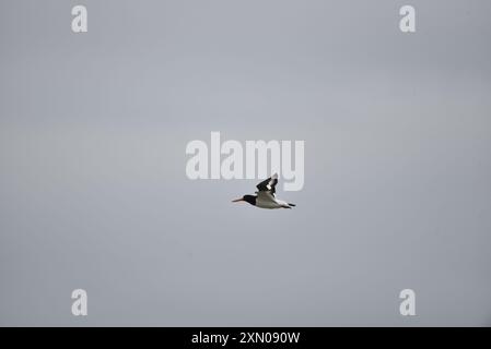 Eurasischer Austernfänger (Haematopus ostralegus) von rechts nach links, auf Augenhöhe mit den Wings Up, die Markierungen darunter zeigen, aufgenommen auf der Isle of man, Großbritannien Stockfoto