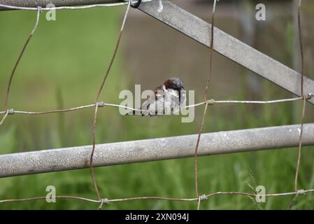 Bild eines männlichen Hausspatzes (Passer domesticus) im rechten Profil auf Stacheldraht, aufgenommen auf der Isle of man, Großbritannien im Sommer Stockfoto