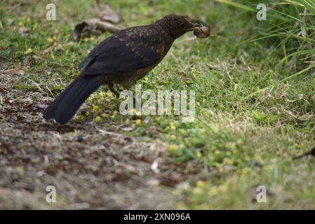 Nahaufnahme eines jungen gewöhnlichen Schwarzvogels (Turdus merula) auf kurzem Gras mit einer Schnecke im Schnabel, aufgenommen auf der Isle of man, Großbritannien im Sommer Stockfoto