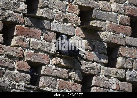 Zwei Westjakdaws (Corvus monedula), eine auf der Ledge of Brick Wall, und eine Peeping out of Hole in Brickwork, in the Sun, aufgenommen auf Isle of man Stockfoto