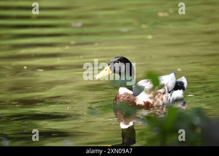 Bild einer männlichen Mallard-Ente (Anas platyrhynchos), die in sonnendurchflutetem, weichem, grünem Wasser in Richtung Kamera schwimmt, aufgenommen auf der Isle of man, Großbritannien Stockfoto