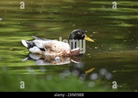 Nahaufnahme einer männlichen Mallard-Ente (Anas platyrhynchos), die von links nach rechts auf dem Soft Green Water Lake schwimmt, mit Bokeh-Effekt im Vordergrund, Großbritannien Stockfoto