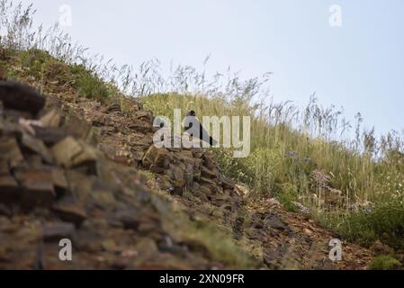 Zwei westliche Jackdaws (Corvus monedula), einer geht den Rocky Slope mit dem Kopf zur Kamera und einer Peering from Behind Rock, aufgenommen an der britischen Küste Stockfoto