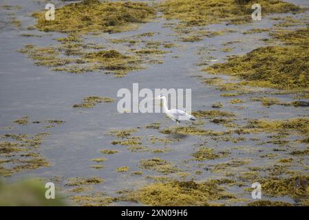 Graureiher (Ardea cinerea), der im Juni auf der Isle of man Coast in Großbritannien im Niedrigwasser zwischen Felsen, Moos und Algen von rechts nach links geht Stockfoto