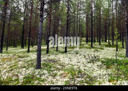 Wunderschöner Wald in Norwegen mit moosbedecktem Boden und Kiefern. Stockfoto