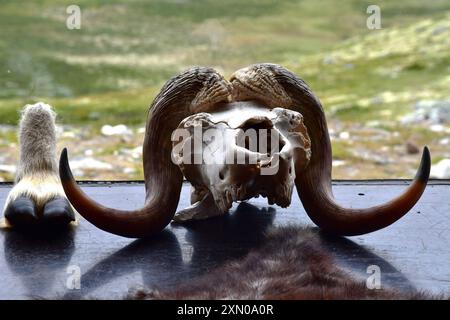 Nahaufnahme eines horizontalen Fotos von Moschusochsenschädel und Fuß, die im Aussichtspunkt in Dovrefjell in Norwegen gezeigt werden. Stockfoto