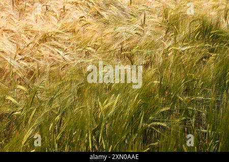 Ein Feld mit reifem Mais, bereit für die Ernte, Essex, Großbritannien. Stockfoto