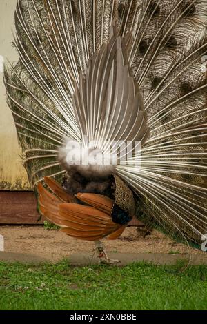 pfau mit ausgeklappten Federn Rückansicht, tropische Ziervogelart aus Indien Stockfoto
