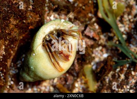 Einsiedlerkrebse (pagurus bernhardus) in Periwinkle Shell in Rockpool, Northumberland, England, Mai 1989 Stockfoto