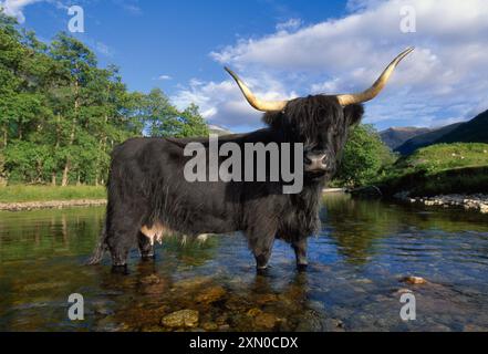 Highland Cow (Bos taurus) ursprüngliche schwarze Form dieser Rasse in River Nevis, Glen Nevis, Inverness-shire, Schottland, Juni 2001 Stockfoto