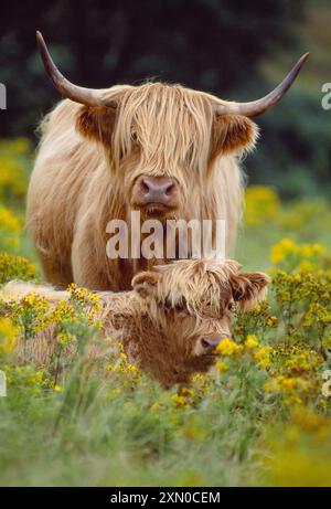 Highland Cow (Bos taurus) weiblich mit Kalb auf rauer Weide mit Ragkraut (Senecio jacobaea) Isle of Mull, Innere Hebriden, Schottland, Juli 1997 Stockfoto