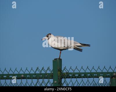 Ende Juli begann diese ausgewachsene Möwe aus ihrem Brutgefieder bis zum Winter zu moulen. Stockfoto