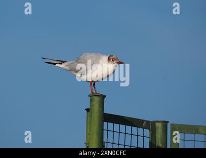 Ende Juli begann diese ausgewachsene Möwe aus ihrem Brutgefieder bis zum Winter zu moulen. Stockfoto