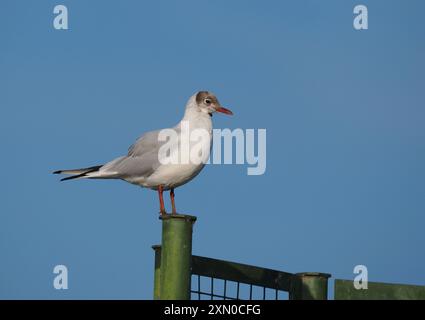 Ende Juli begann diese ausgewachsene Möwe aus ihrem Brutgefieder bis zum Winter zu moulen. Stockfoto