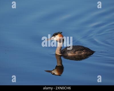 Großkäppchen im Zuchtgefieder auf der Jagd nach seiner Küken. Stockfoto