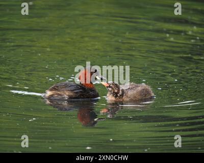 Kleiner Grebe mit einer von fünf Küken. Die Eltern teilten sich auf eine 2 und eine 3! Stockfoto