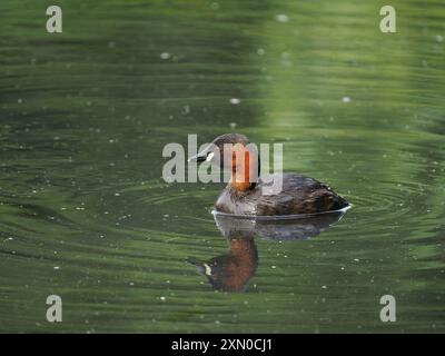 Kleiner Grebe mit einer von fünf Küken. Die Eltern teilten sich auf eine 2 und eine 3! Stockfoto