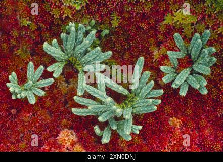 Alpines Clubmoos (Lycopodium alpinum) wächst durch ein Bett aus Sphagnum-Moos auf sumpfigem Boden. Stockfoto