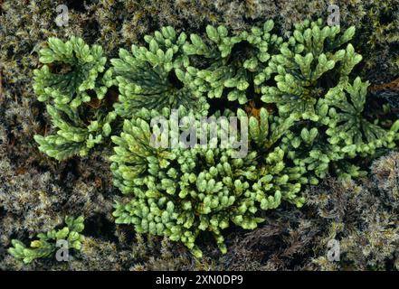 Alpenklumpmoos (Lycopodium alpinum), das durch ein Bett aus Wollhaar / Wollfleckenmoos (Racomitrium lanuginosum) wächst. Stockfoto