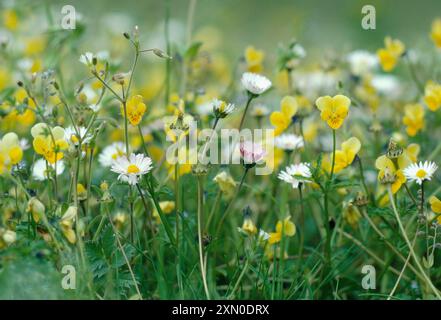 Niedriger Blick auf eine Mischung aus Maschinenrasenflora, einschließlich Gänseblümchen (Bellis perennis) und Dünenstiefmütterchen (Viola tricolor ssp curtisii). Stockfoto