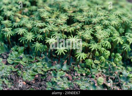 Leberkraut mit grüner Zunge / Leberkraut (Marchantia polymorpha) Stockfoto