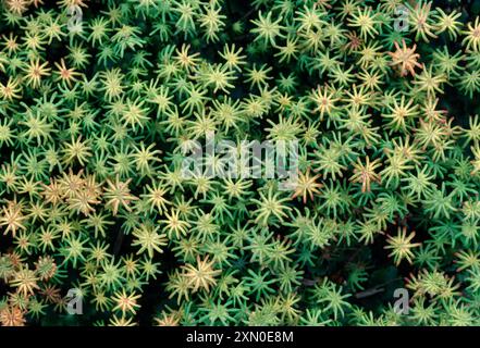 Leberkraut mit grüner Zunge / Leberkraut (Marchantia polymorpha) Stockfoto