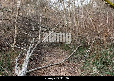 Alte Bäume im Wald, umgefallene Bäume, frühe Frühlingsjahre, trockene Blätter und Gras, die den Boden bedecken Stockfoto