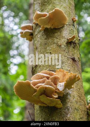 Austernpilze (Pleurotus pulmonarius), die am Stamm einer Erle wachsen Stockfoto