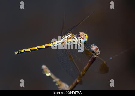 Weibliche Rotgeäderte TropfLibelle auf einem Zweig, Trithemis Arteriosa Stockfoto