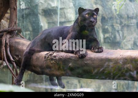 Ein schlanker und leistungsstarker Puma wurde entdeckt. Diese anpassungsfähige Großkatze, auch bekannt als Puma oder Berglöwe, ist in Amerika häufig zu finden, inh Stockfoto