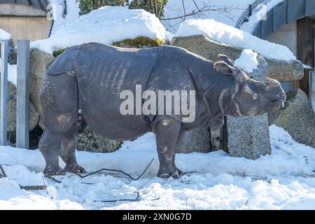 Ein majestätisches indisches Nashorn wurde entdeckt. Diese gefährdete Art, bekannt für ihr einzelnes Horn und ihre panzerähnliche Haut, kommt häufig im Grasland und in f vor Stockfoto