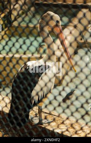 Australischer Pelikanvogel im Zookäfig Stockfoto