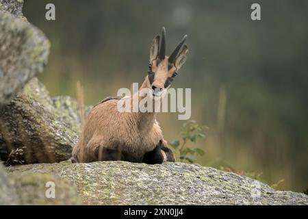 AlpenGämse (Rupicapra rupicapra), die an einem Sommerabend in den italienischen Alpen auf einem großen Stein ruhen. August. Selten. Stockfoto