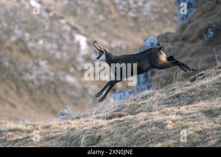 Alpenchamois (männlich - Rupicapra rupicapra), die einen Hang hinunter laufen und springen, wildes Tier, das an einem Wintertag in den italienischen Alpen gefangen wird, Monviso Park. Stockfoto