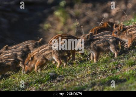 Eine Familie von niedlichen Wildschweinen (Sus scrofa), die auf einem alpinen Grasland laufen, das vom Sonnenuntergang beleuchtet wird, italienische Alpen. Gestreifte Wildschweine Stockfoto