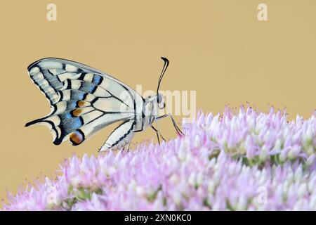 Schwalbenschwanzfalter (Papilio machaon) sitzt auf einer Blume auf einem unscharfen Pastellhintergrund. Italien, Naturpark Monviso. Stockfoto