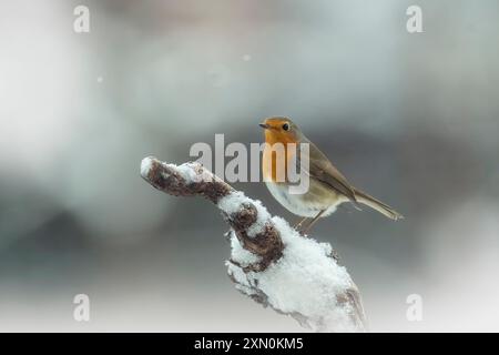 rotbrust (Erithacus rubecula), auch bekannt als rotkehlchen oder rotkehlchen, der auf einem verschneiten Zweig im Winter thront. Frohe Weihnachtskarte Stockfoto