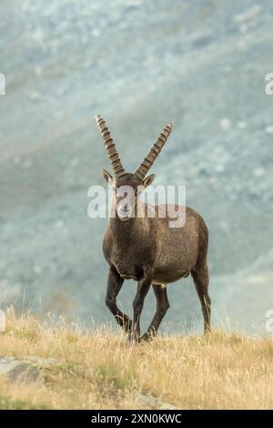 Porträt eines männlichen Alpensteinbocks (Bergziege - Capra Steinbock), der auf einer alpinen Sommerwiese vor felsigem Hintergrund steht. Alpen Berge, Italien. Stockfoto