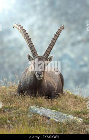 Massiver männlicher Alpensteinbock oder Bergsteinbock (Capra Steinbock) mit riesigen Hörnern, die in einer alpinen Lichtung in der Abenddämmerung in den Alpen, Italien, ruhen. Stockfoto