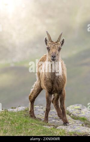 Weiblicher Alpensteinbock, der an einem Frühlingstag in den italienischen Alpen am Rande einer Klippe steht. Capra Steinbock. Stockfoto