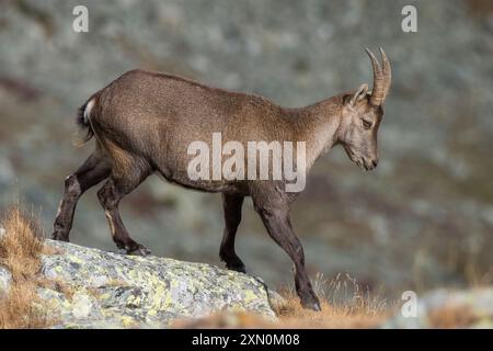 Weiblicher Alpensteinbock (Bergziege - Capra Steinbock), der an einem Wintermorgen am Rande einer felsigen Klippe spaziert, Alpen Berge, Italien. Tiere in freier Wildbahn. Stockfoto