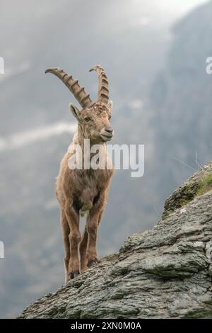 Männlicher Alpensteinbock (Capra Steinbock) oder wilde Bergziege, die auf Felsen am Hang stehen. Piemont Alps, Italien. Beeindruckende Balance. Stockfoto