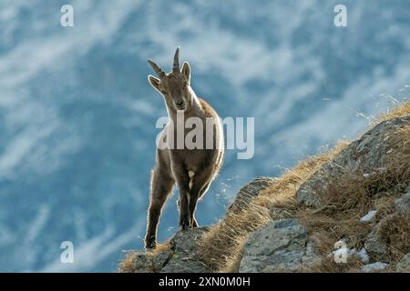 Alpensteinbock, Weibchen, die sich am Rand eines Berges posiert, Capra Steinbock in seiner natürlichen Umgebung in den italienischen Alpen. Horizontal. Dezember. Stockfoto